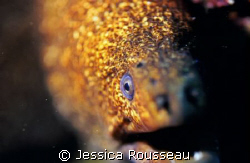 Speckled  Moray.  Poorknights, New Zealand.  Nik F90x in ... by Jessica Rousseau 